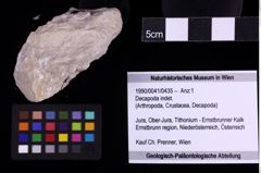 Foto (Objekt + Etiketten) von Decapoda indet. (NHMW-GEO-1990-0041-0435)